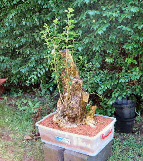 the privet bonsai potted up